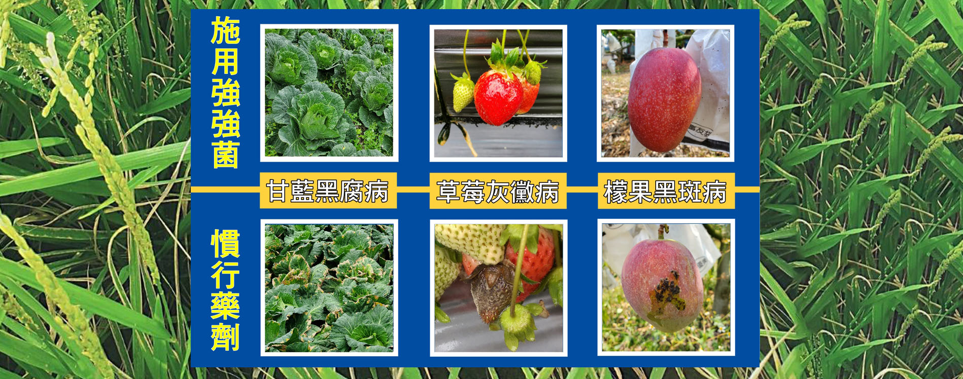微生物封面